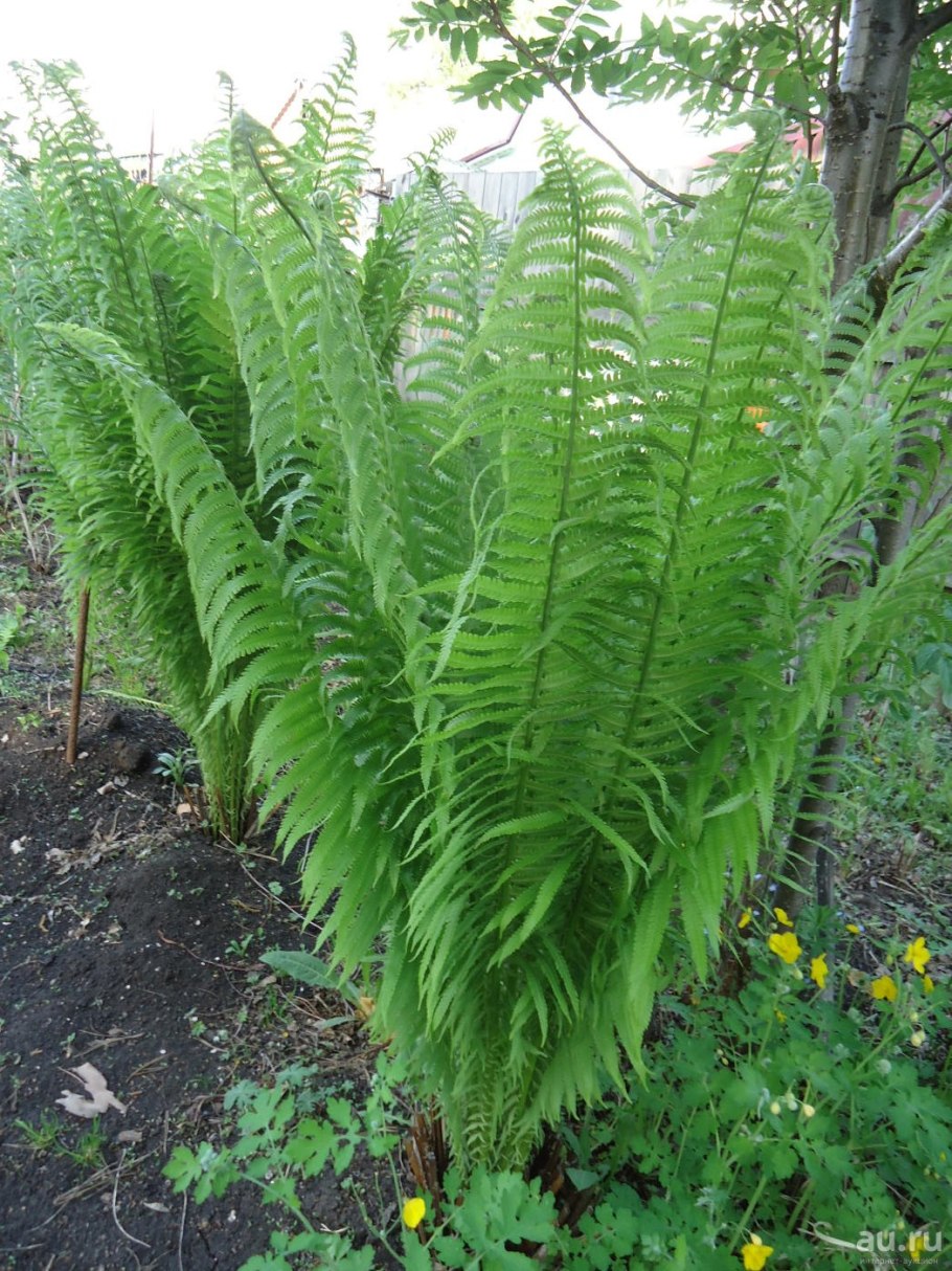 Страусник папоротник struthiopteris