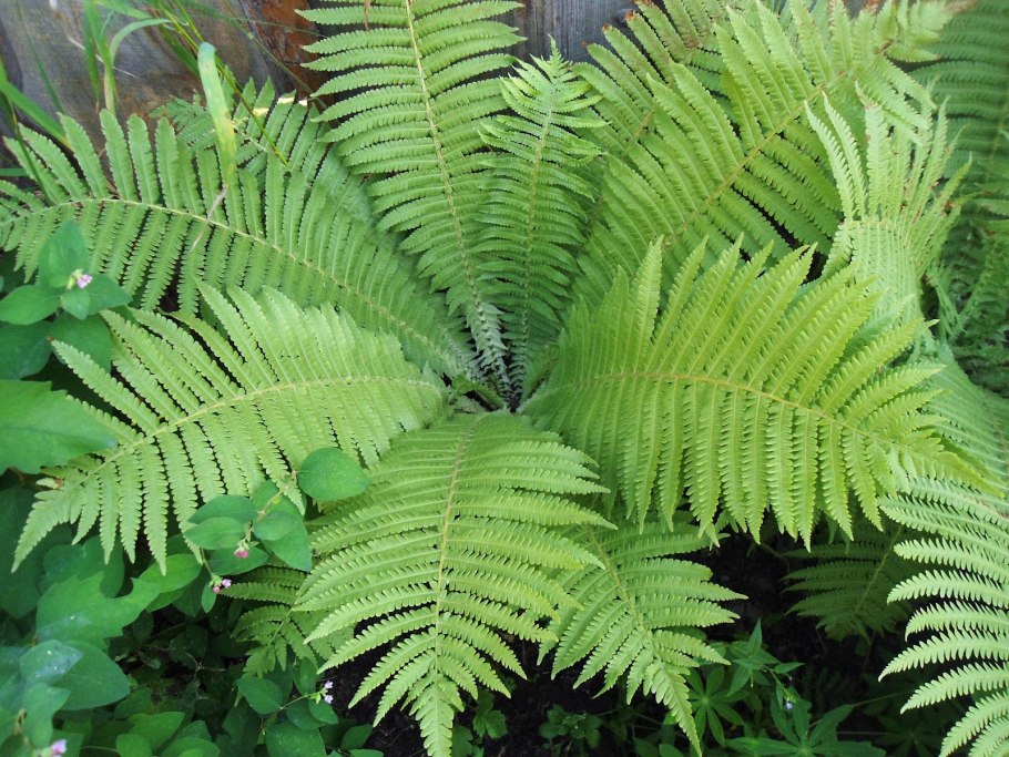 Страусник папоротник struthiopteris