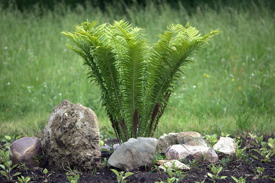 Страусник обыкновенный (Matteuccia struthiopteris)