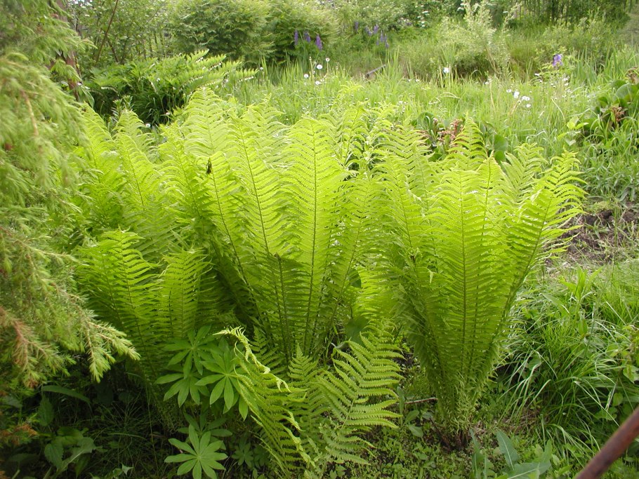 Папоротник страусник Matteuccia struthiopteris
