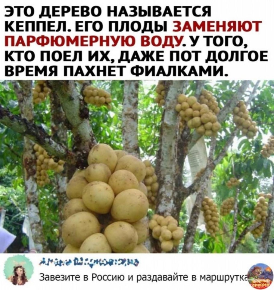 Плоды Кеппел