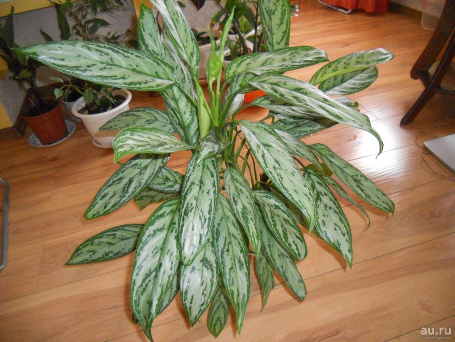 Аглаонема пестрая