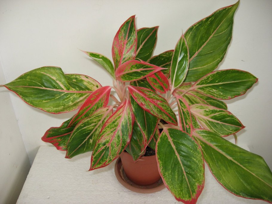 Аглаонема Treubii