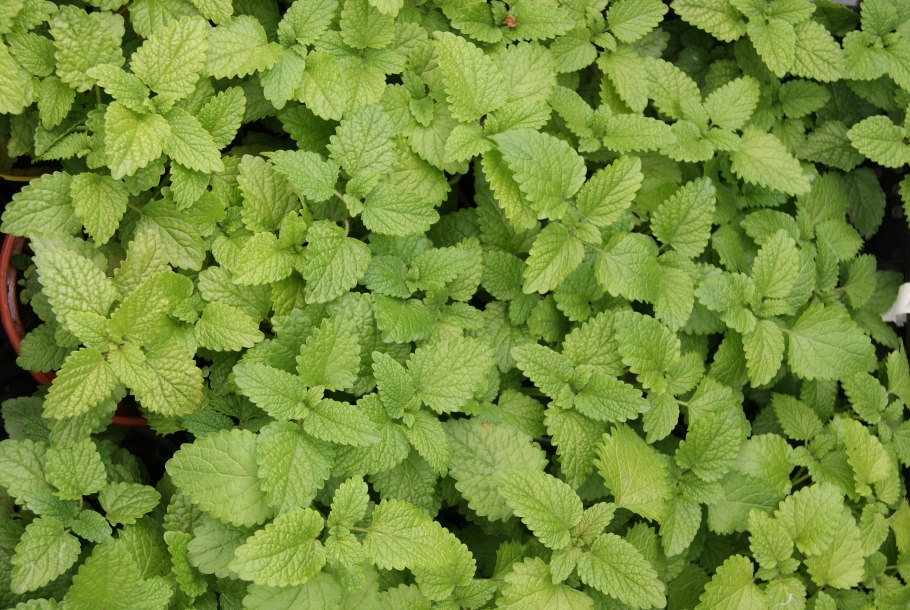 Мелисса лекарство