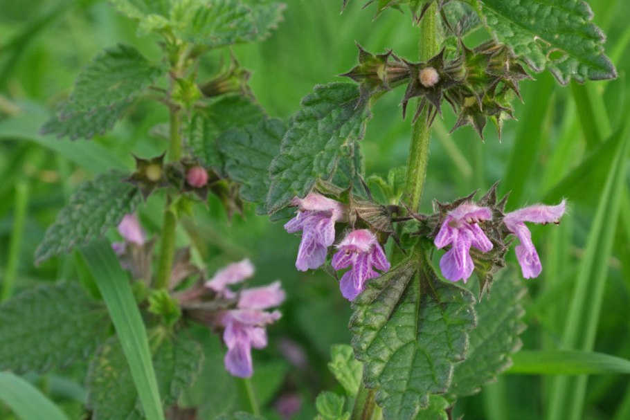 Мелисса оффициналис