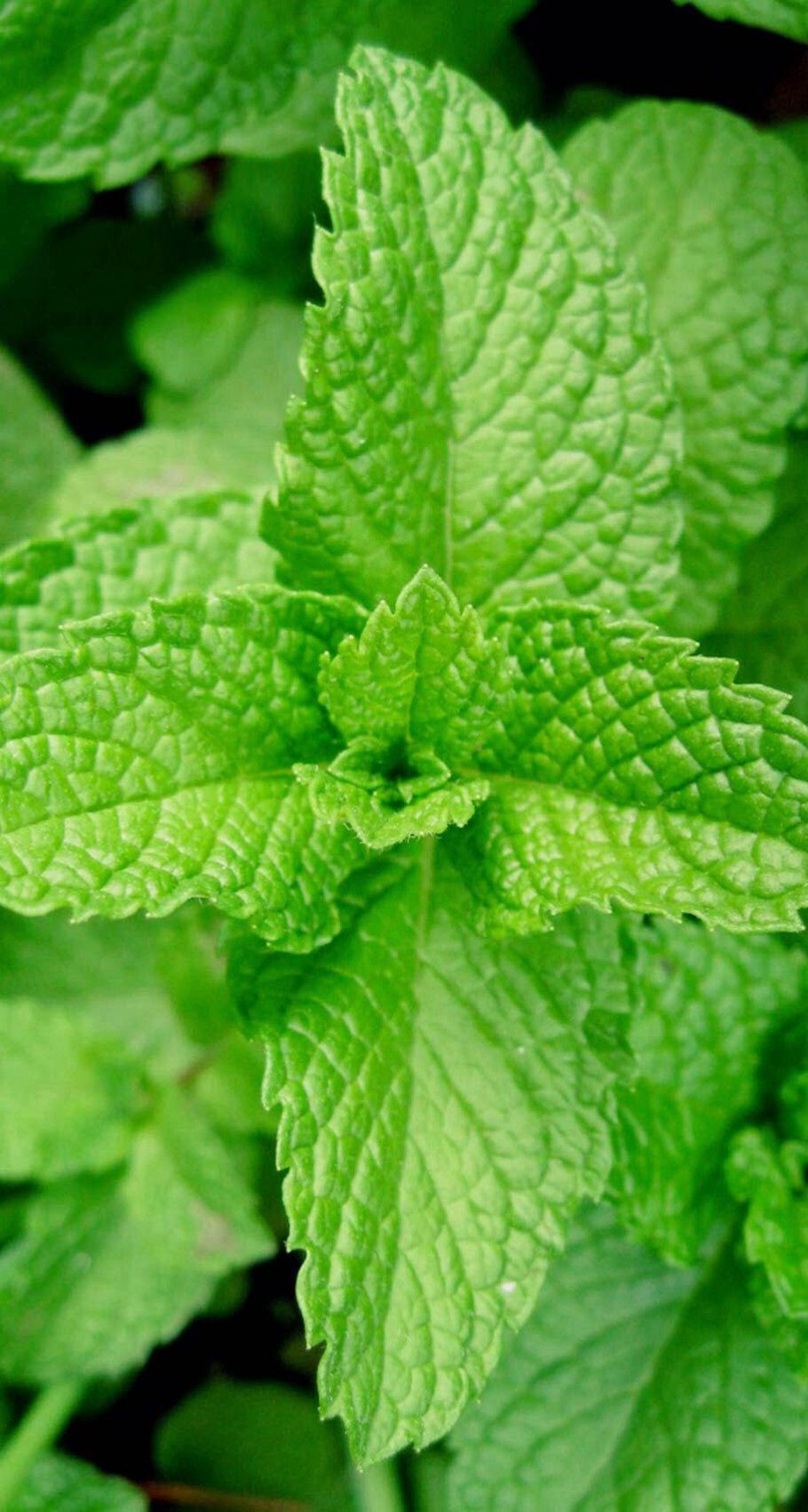 Мелисса Исидора лекарственная Гавриш ц