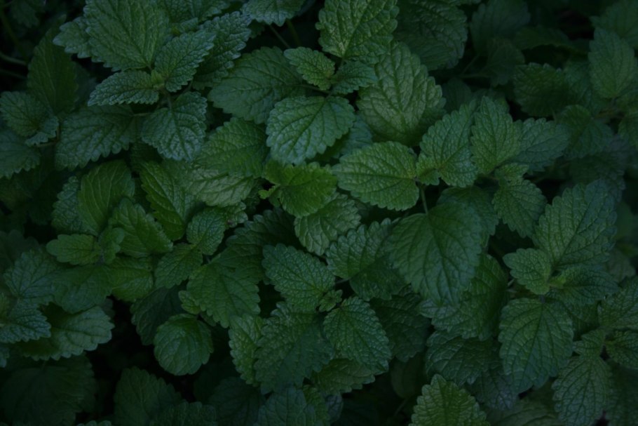 Мелисса Lemon Balm