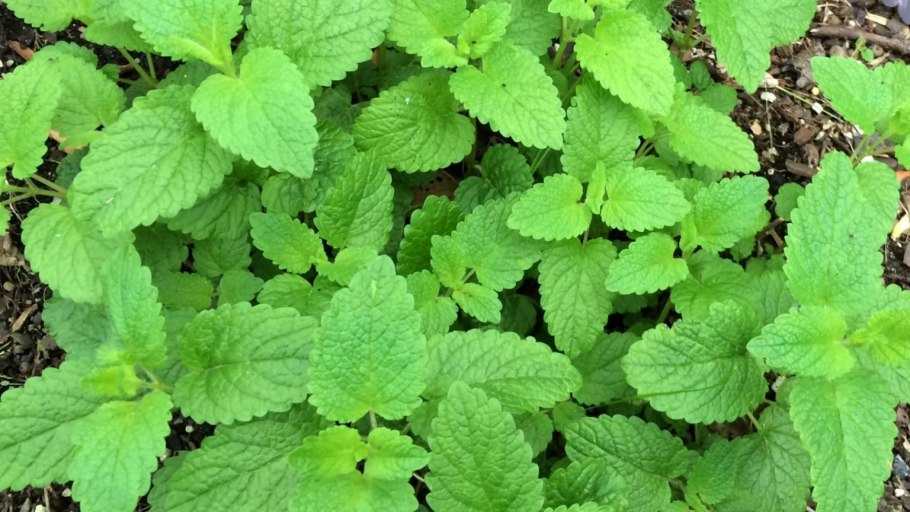 Мелисса лекарственная Мохито 0,1г (Аэлита)