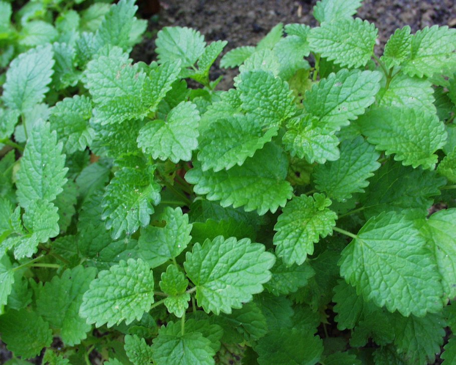 Мелисса лекарственная Исидора