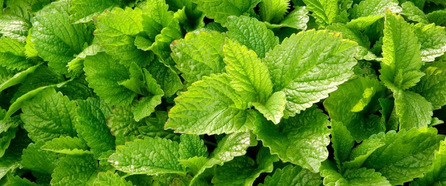 Плантация мелиссы