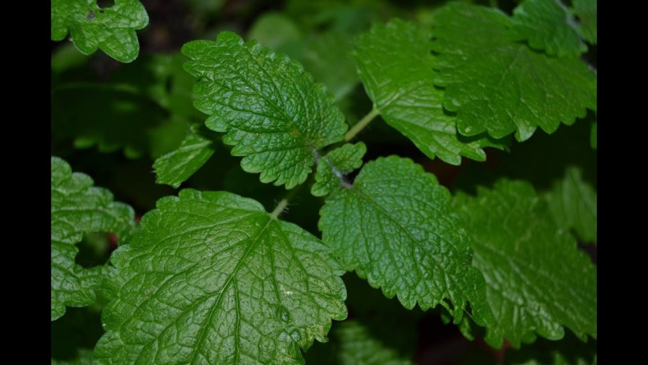 Крымская Мелисса трава