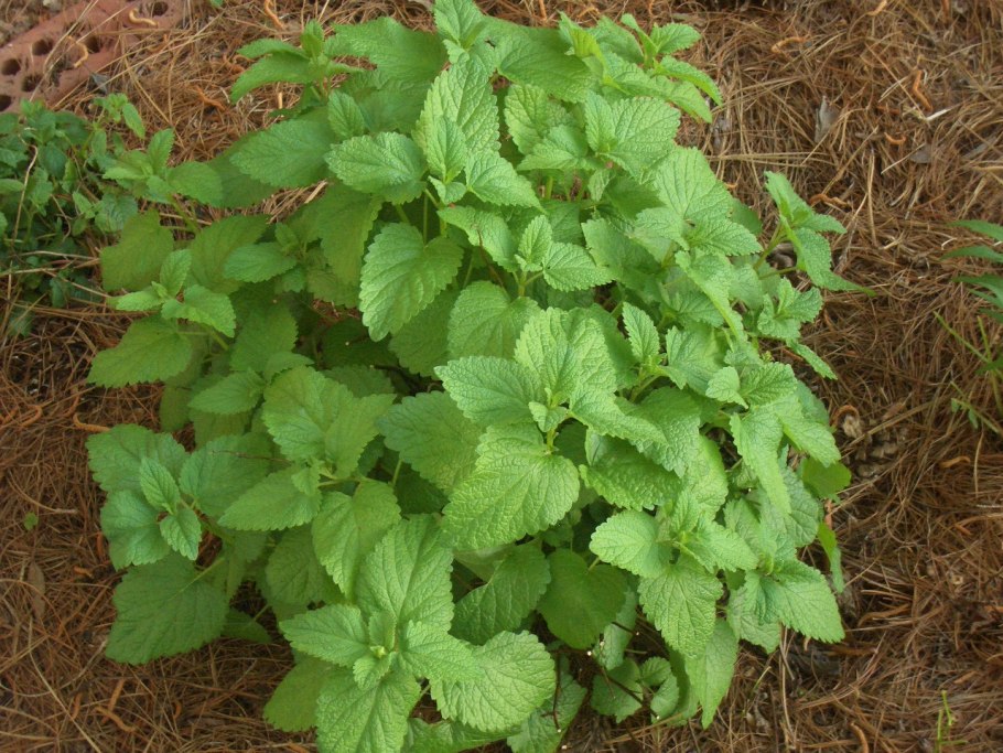 Мелисса Плянтэр