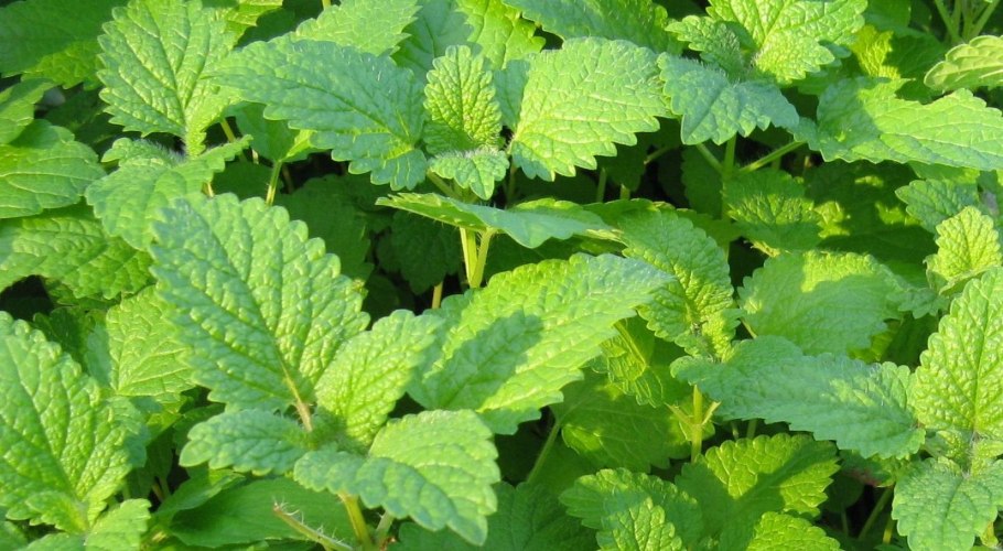 Мелисса (травы)