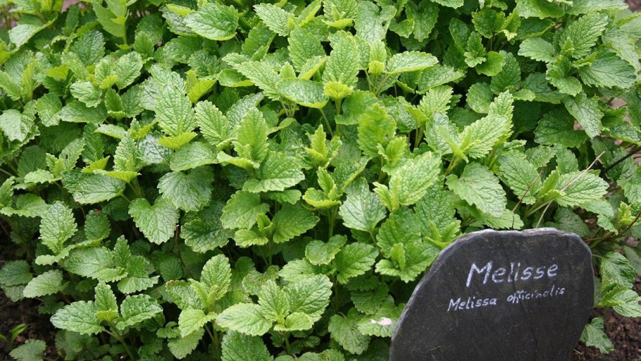 Растения листья которого похожи на мелиссу