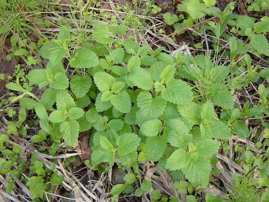 Lemon Balm perennial