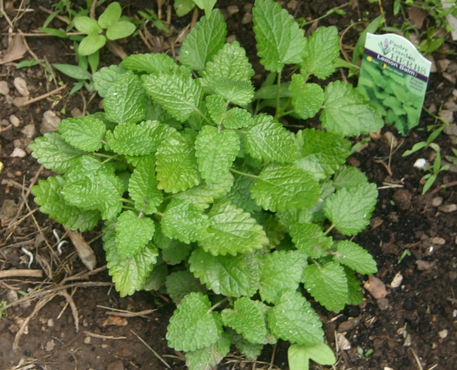 Мята душица Мелисса ( мята лимонная )