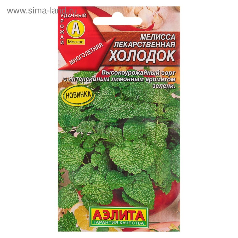 Ballota nigra Labiatae