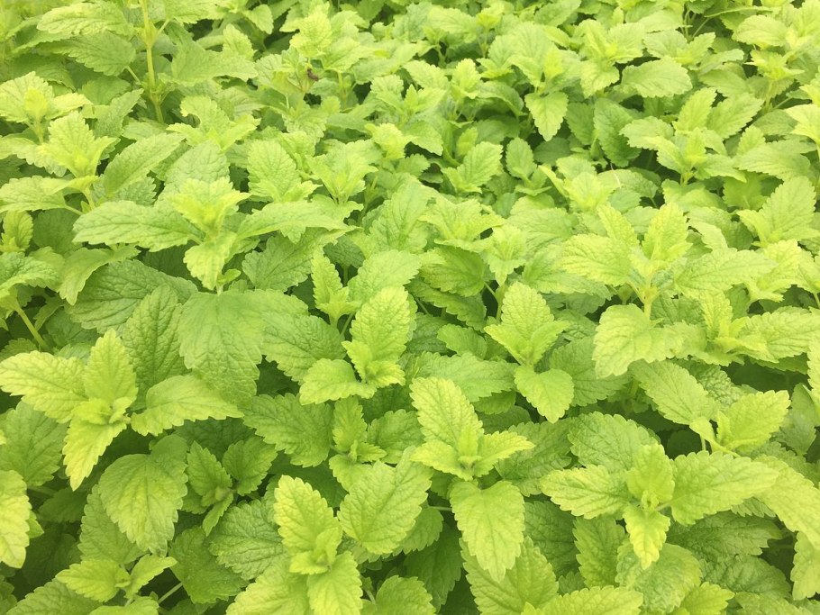 Мелисса голландская растение