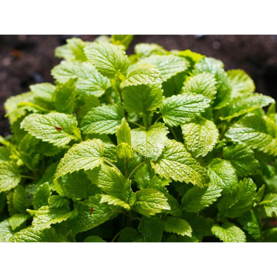 Мелисса Садовая