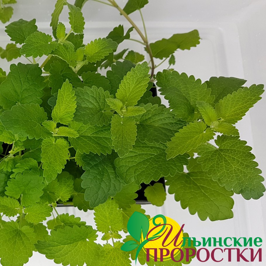 Мелисса цветок