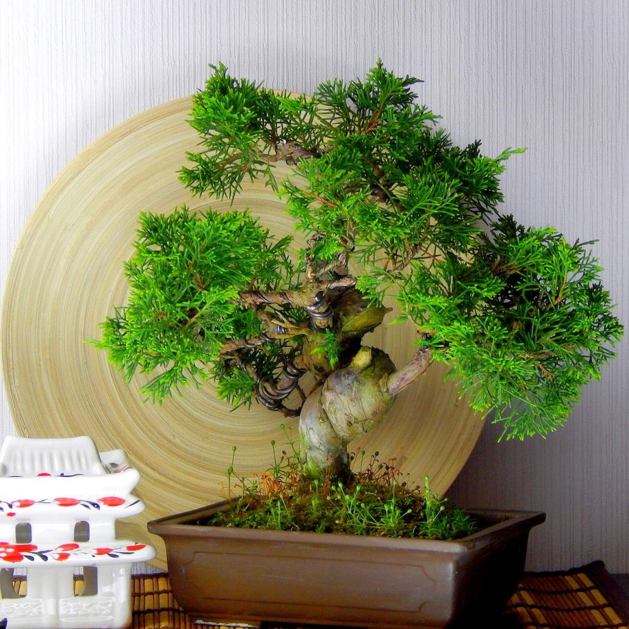 Picea Abies tompa