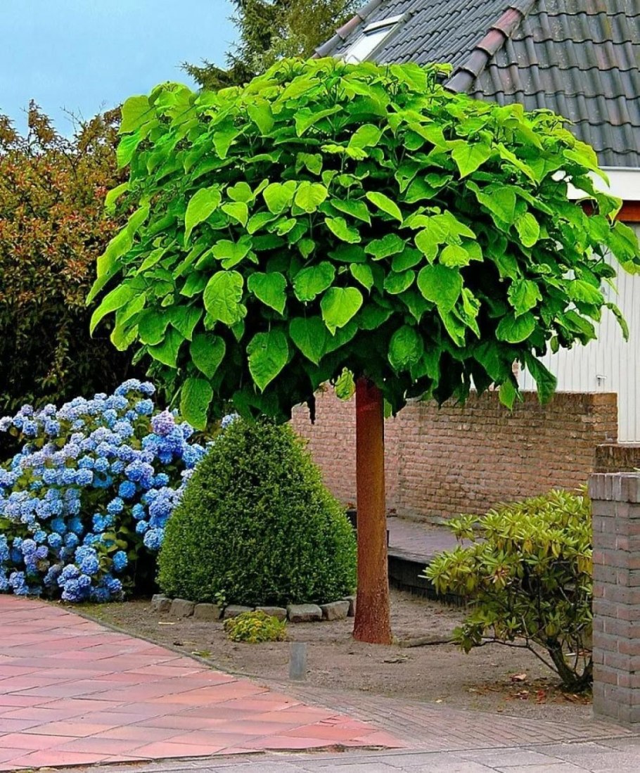 Можжевельник японский