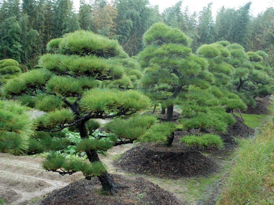 Скумпия Кожевенная Cotinus coggygria