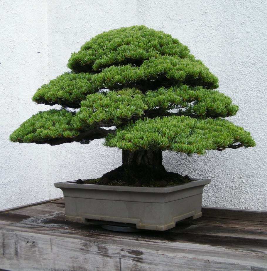 Клен Acer palmatum Atropurpureum