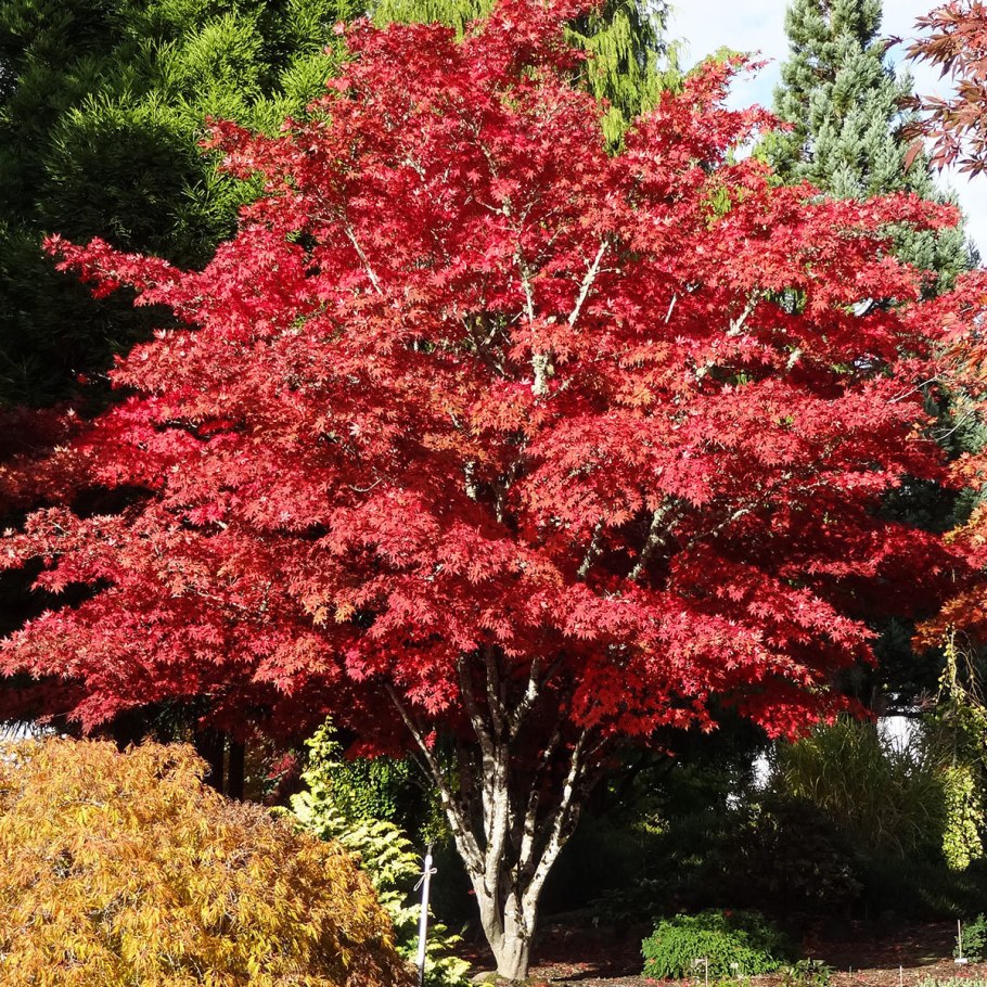 Acer palmatum Bloodgood