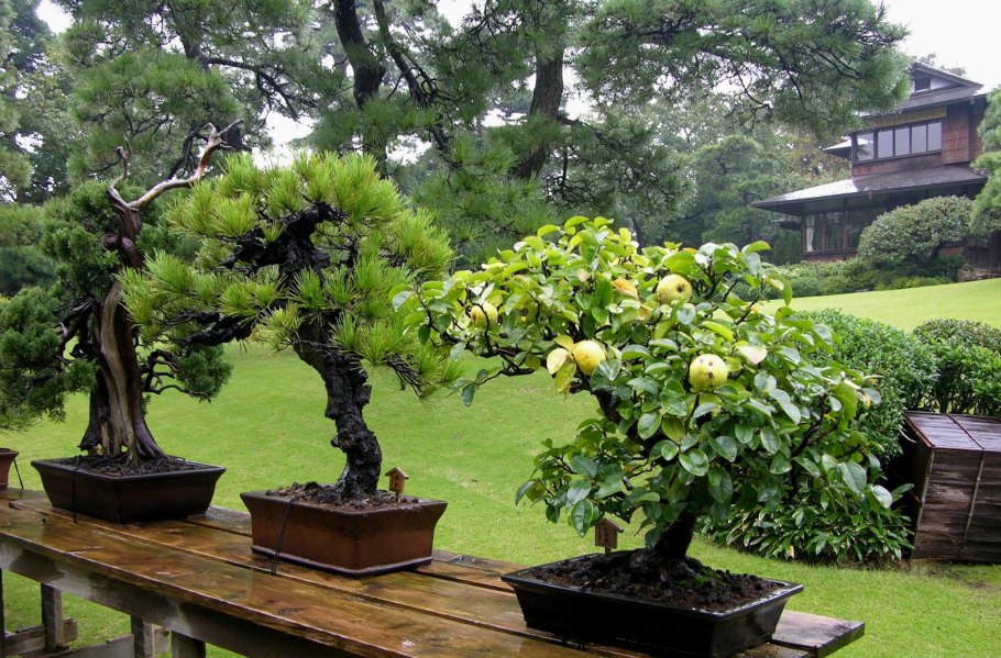 Ilex crenata Kinme Bonsai