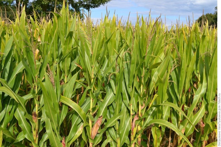 Силосный сорт кукурузы
