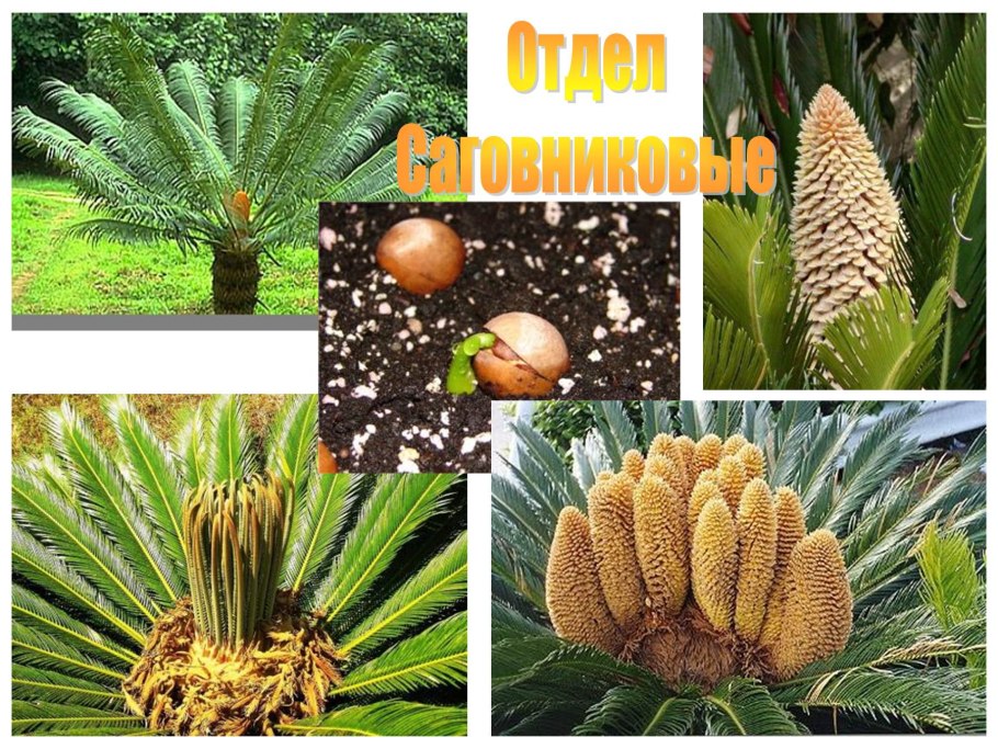 Голосеменные хвойные сосновые