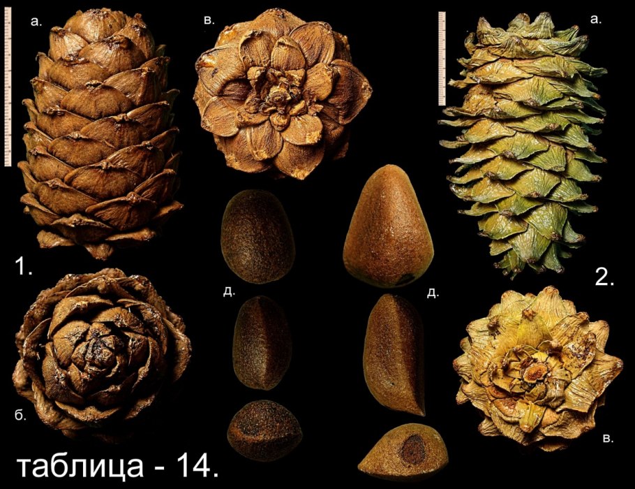 Сосна белокорая шишки