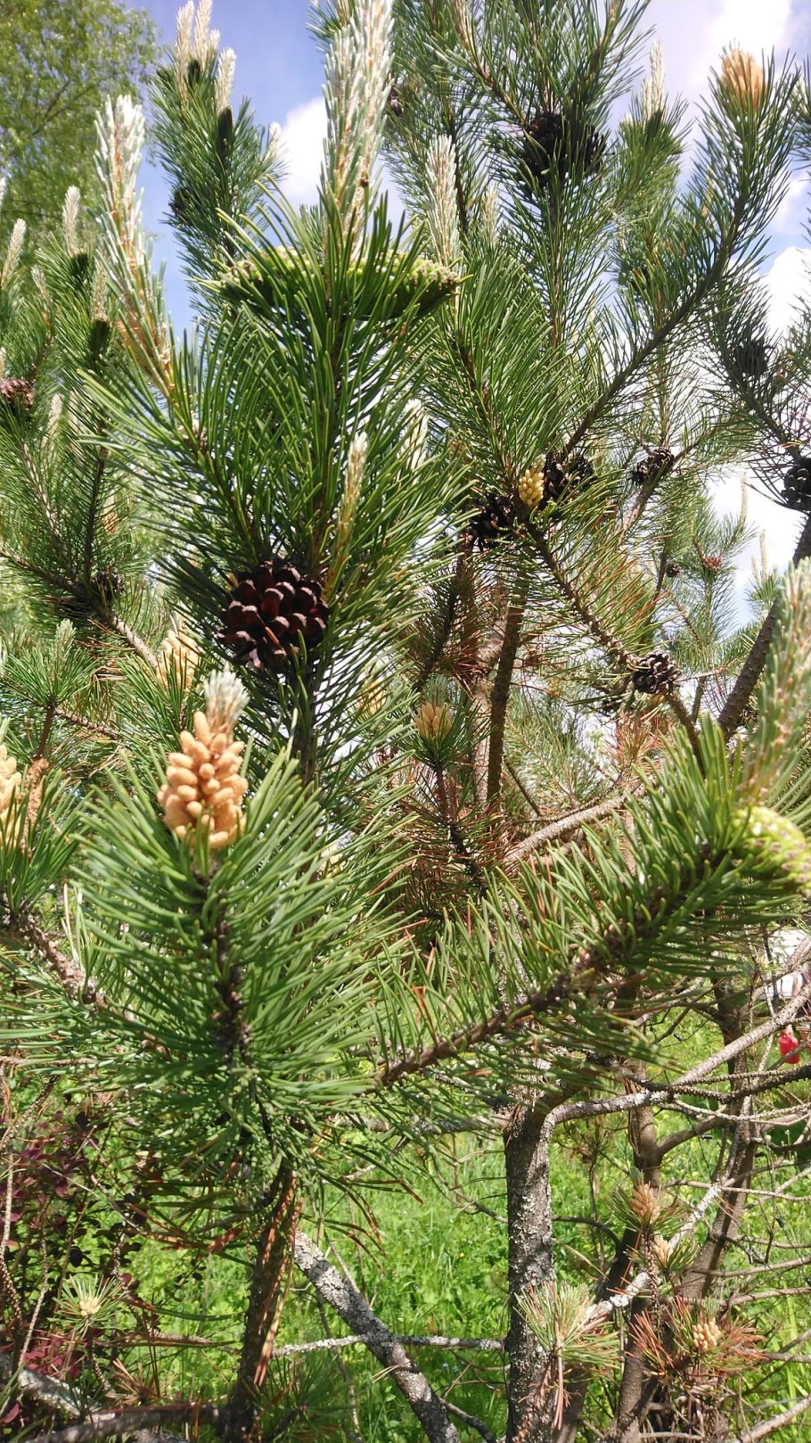 Голосемянные хвойные сосновые сосна Лесная