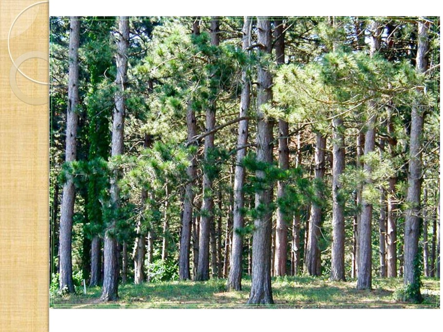 Голосеменные пихта