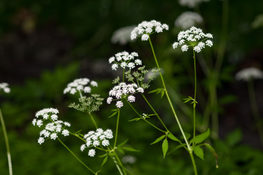 Борщевик ядовитое растение ожоги