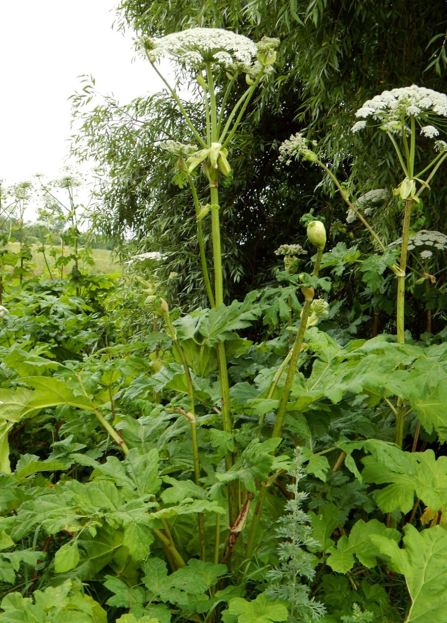 Болиголов крапчатый