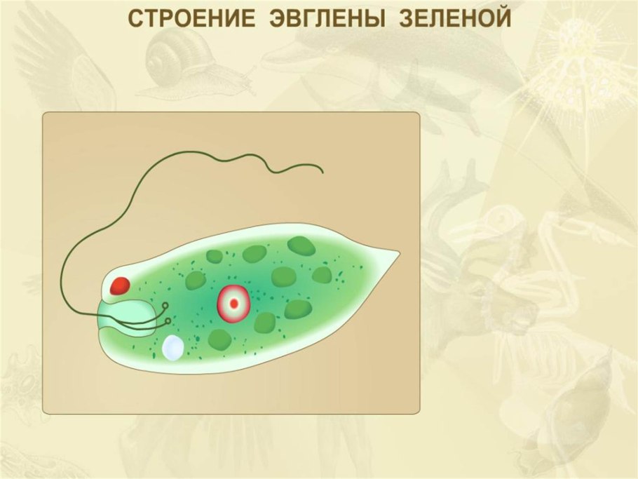 Эвглена и хламидомонада