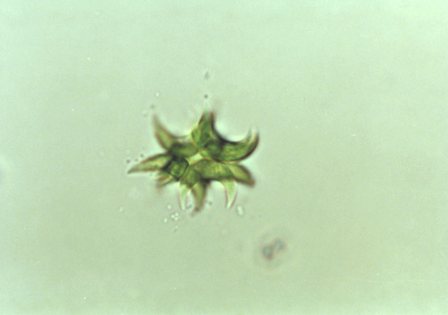 Отряд эвгленовые – Euglenida