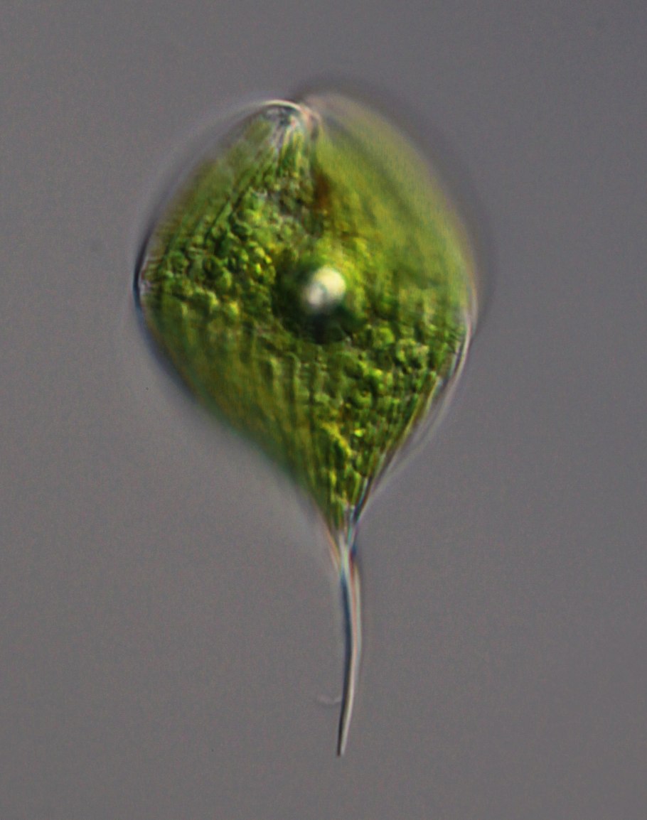 Эвглена зеленая микроскоп