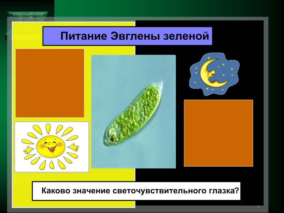 Эвгленовые (Euglena, trachelomonas),