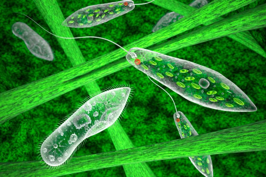 Циста эвглены зеленой