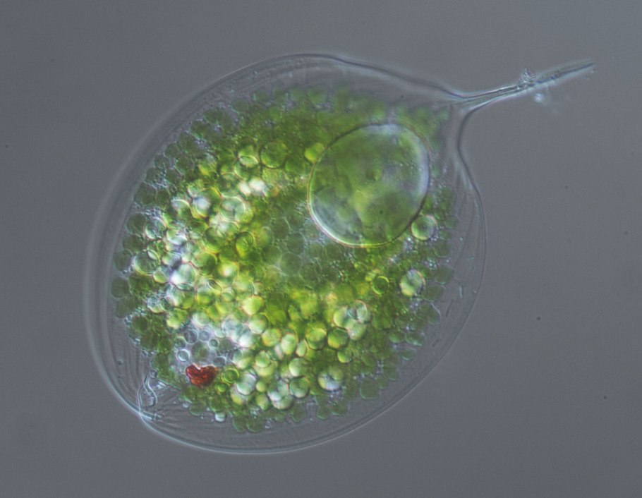 Эвглена бактерия