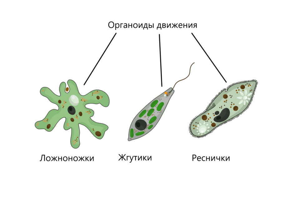 Строение одноклеточных водорослей
