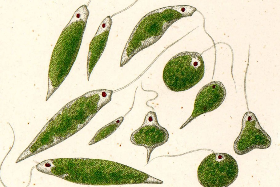 Euglena Phacus