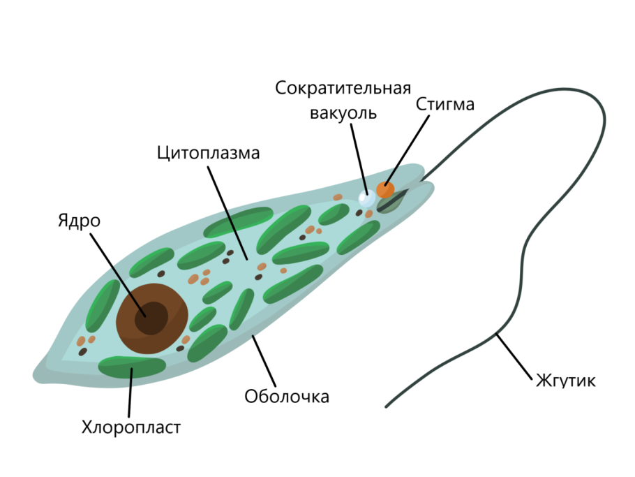 Обмен эвглены зеленой обмен веществ
