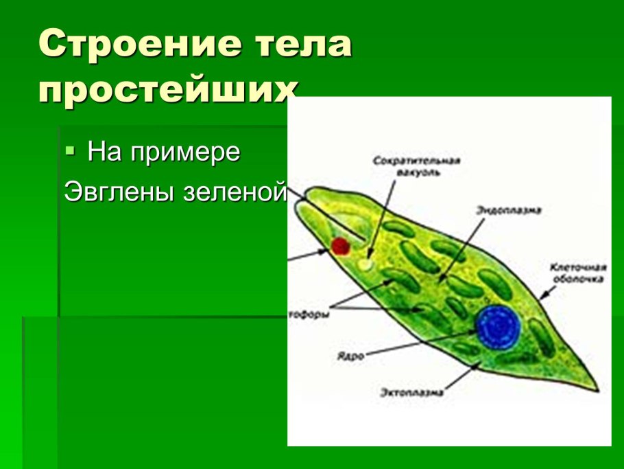 Строение клетки Chlamydomonas