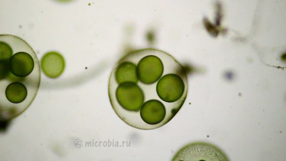 Фототаксис эвглены