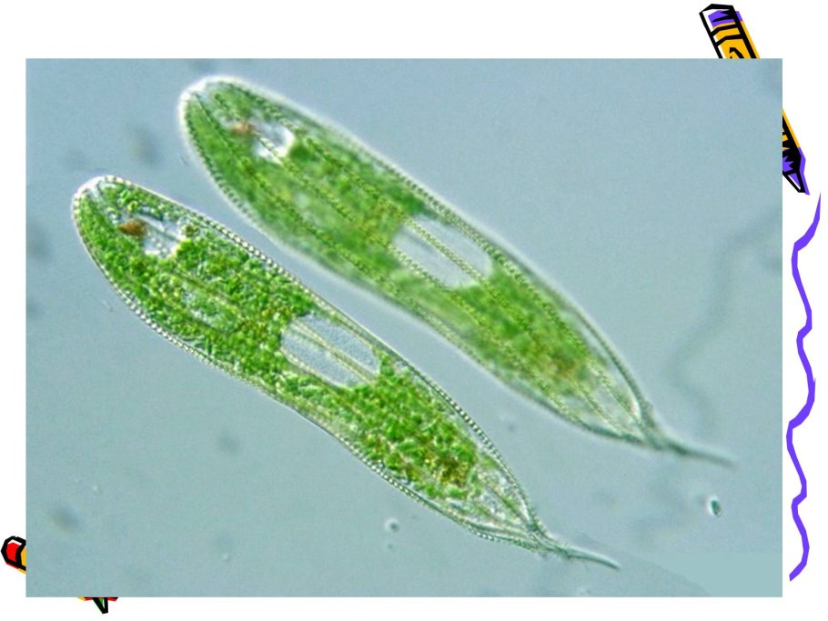 Колониальный вольвокс