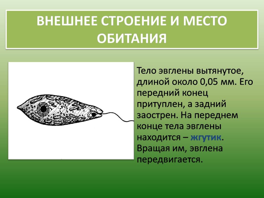 Строение жгутиковые эвглена зеленая